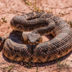 most-rattlesnake-infested-areas-in-socal-—-here’s-where-to-avoid