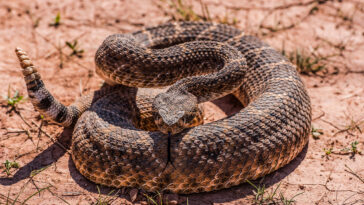 most-rattlesnake-infested-areas-in-socal-—-here’s-where-to-avoid