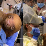 13-malnourished-sloths-rescued-from-bankrupt-florida-tourist-trap-after-31-die-in-its-care