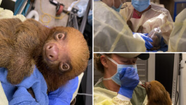 13-malnourished-sloths-rescued-from-bankrupt-florida-tourist-trap-after-31-die-in-its-care