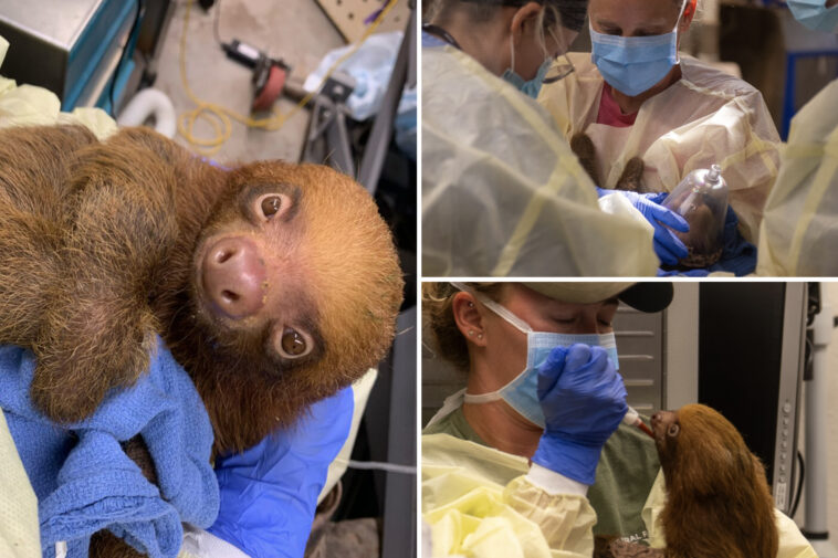 13-malnourished-sloths-rescued-from-bankrupt-florida-tourist-trap-after-31-die-in-its-care