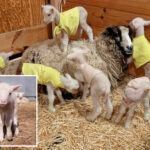 farmers-in-vermont-expected-a-sheep-to-have-twins-—-she-ended-up-having-rare-sextuplets