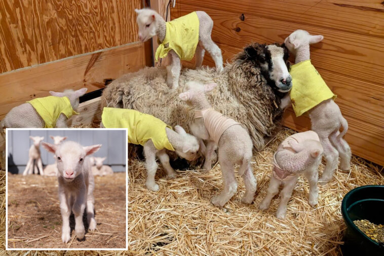 farmers-in-vermont-expected-a-sheep-to-have-twins-—-she-ended-up-having-rare-sextuplets