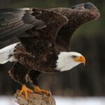 5-bald-eagles-found-dead-in-michigan,-raising-poaching-concerns