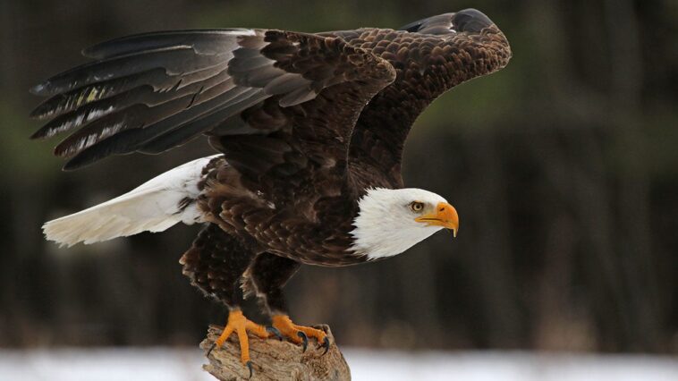 5-bald-eagles-found-dead-in-michigan,-raising-poaching-concerns