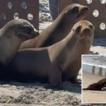 adorable-video-shows-sea-lion-pups-released-back-into-the-ocean