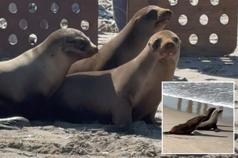 adorable-video-shows-sea-lion-pups-released-back-into-the-ocean