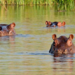 asian-billionaire-offers-to-host-invasive-‘cocaine-hippos’,-brought-to-colombia-by-late-cartel-boss-pablo-escobar,-and-marked-for-culling