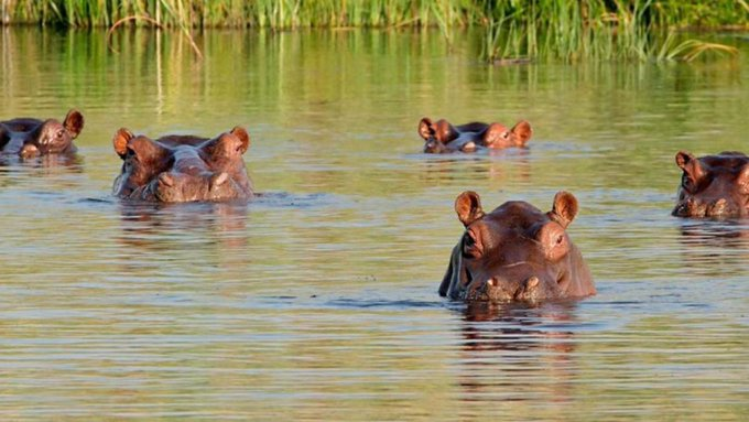 asian-billionaire-offers-to-host-invasive-‘cocaine-hippos’,-brought-to-colombia-by-late-cartel-boss-pablo-escobar,-and-marked-for-culling