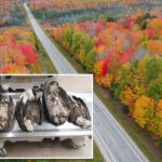 5-bald-eagles-mysteriously-found-dead-‘not-due-to-natural-causes’-in-‘troubling’-michigan-case