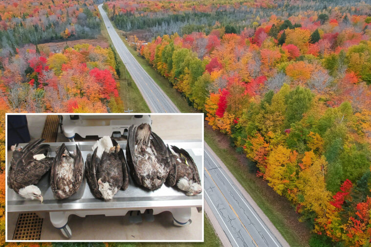 5-bald-eagles-mysteriously-found-dead-‘not-due-to-natural-causes’-in-‘troubling’-michigan-case