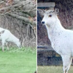 extremely-rare-piebald-deer-couple-found-roaming-long-island