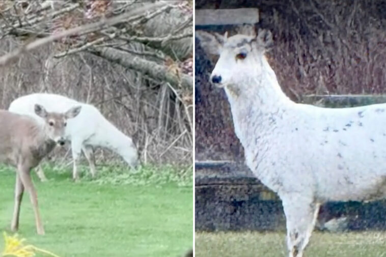 extremely-rare-piebald-deer-couple-found-roaming-long-island
