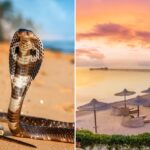 tourist-dies-at-luxury-resort-after-cobra-from-snake-show-climbs-up-pants,-bites-him:-police