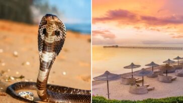 tourist-dies-at-luxury-resort-after-cobra-from-snake-show-climbs-up-pants,-bites-him:-police