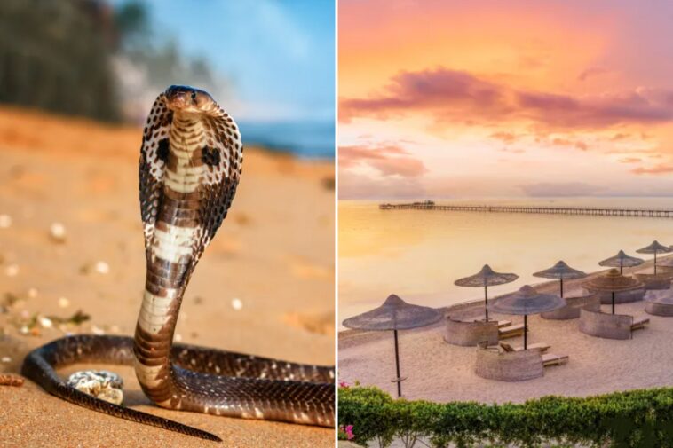 tourist-dies-at-luxury-resort-after-cobra-from-snake-show-climbs-up-pants,-bites-him:-police
