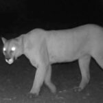 fears-mountain-lion-struck-again-as-mastiff-vanishes-leaving-trail-of-blood-—-after-husky-and-anatolian-shepherd-torn-to-shreds