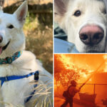 milestone-reached-in-eaton-fire-recovery-as-last-dog-displaced-finds-forever-home