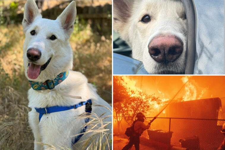 milestone-reached-in-eaton-fire-recovery-as-last-dog-displaced-finds-forever-home