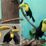 abused,-malnourished-toucans-nursed-back-to-health-at-nyc’s-bronx-zoo-after-trafficking-ring-rescue