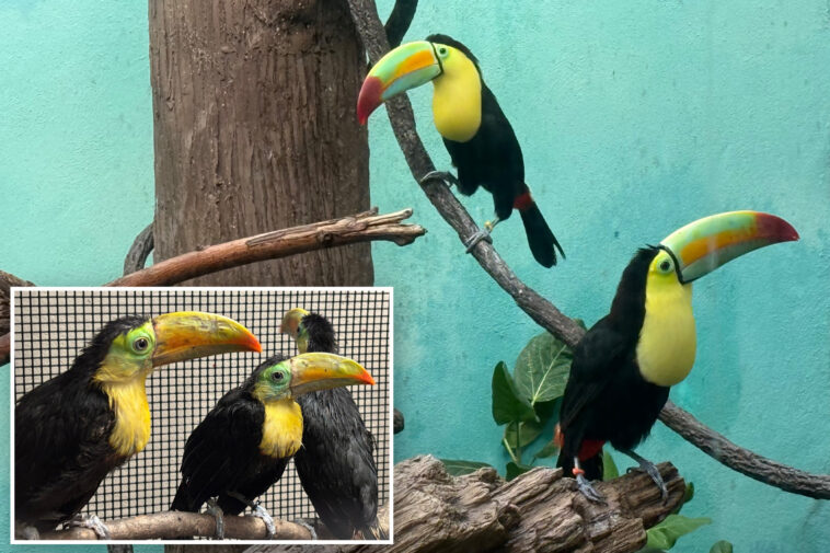 abused,-malnourished-toucans-nursed-back-to-health-at-nyc’s-bronx-zoo-after-trafficking-ring-rescue
