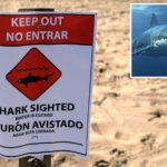 swimmers-flee-as-great-white-spotted-feasting-along-packed-california-beach