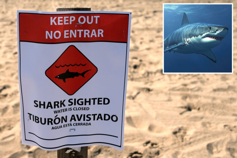 swimmers-flee-as-great-white-spotted-feasting-along-packed-california-beach