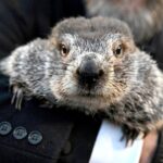 punxsutawney-phil-kind-of,-sort-of-throws-out-the-first-pitch-at-a-pirates-game
