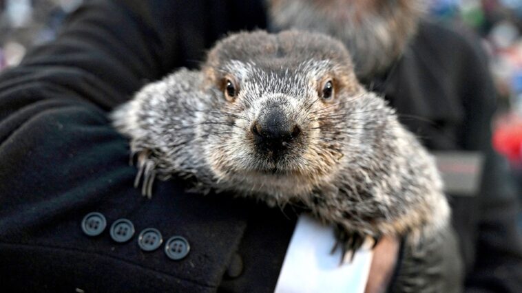 punxsutawney-phil-kind-of,-sort-of-throws-out-the-first-pitch-at-a-pirates-game
