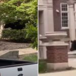 massive-cow-runs-free-on-university-of-illinois-campus-after-escaping-transport,-wild-video-shows