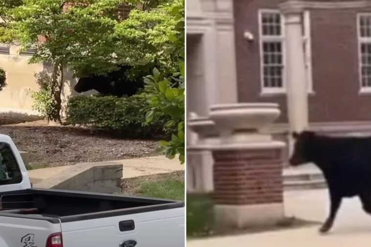 massive-cow-runs-free-on-university-of-illinois-campus-after-escaping-transport,-wild-video-shows