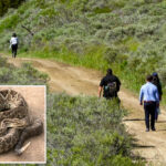 terrifying-rattlesnake-bite-forces-urgent-california-rescue-from-remote-trail