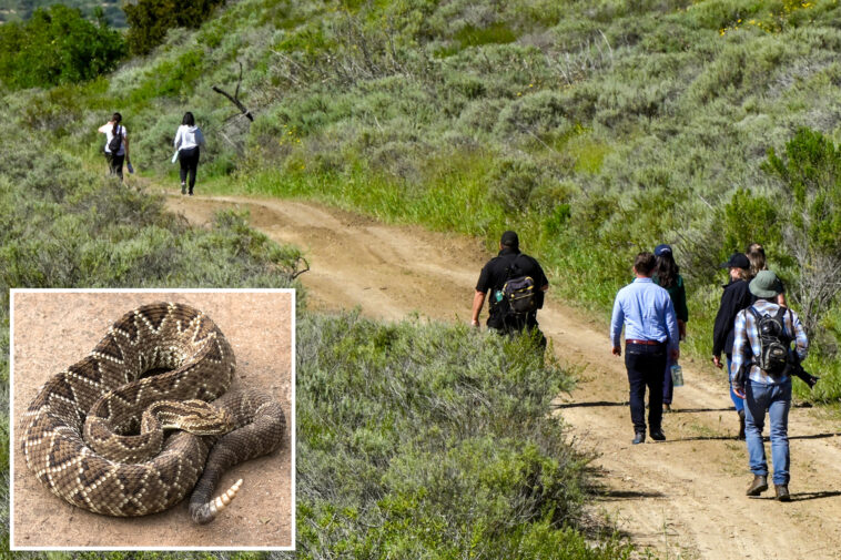 terrifying-rattlesnake-bite-forces-urgent-california-rescue-from-remote-trail