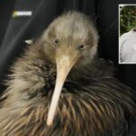 iconic-kiwi-birds-return-to-new-zealand’s-capital-after-a-century-long-absence