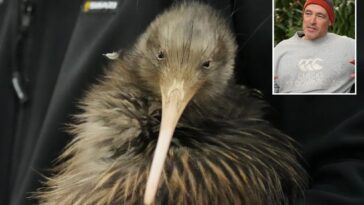 iconic-kiwi-birds-return-to-new-zealand’s-capital-after-a-century-long-absence