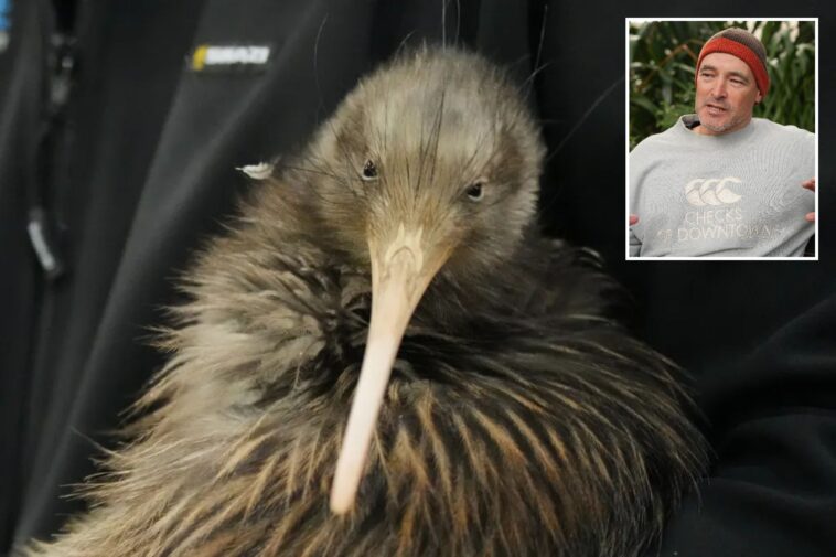 iconic-kiwi-birds-return-to-new-zealand’s-capital-after-a-century-long-absence
