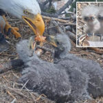 big-bear-bald-eagle-couple’s-baby-chicks-named-in-touching-tribute