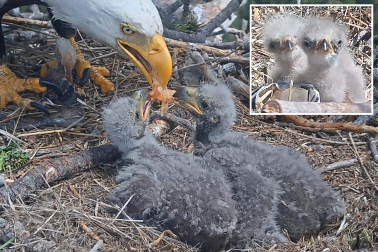 big-bear-bald-eagle-couple’s-baby-chicks-named-in-touching-tribute
