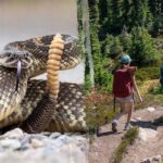 hiker-airlifted-after-terrifying-rattlesnake-bite-on-remote-trail-as-incidents-surge-in-area