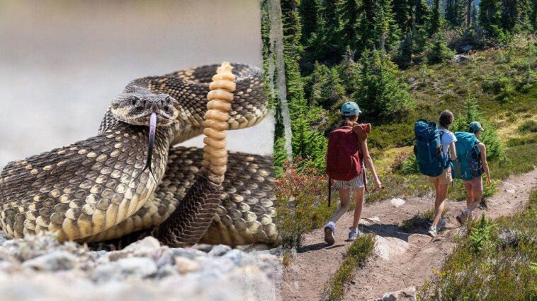 hiker-airlifted-after-terrifying-rattlesnake-bite-on-remote-trail-as-incidents-surge-in-area