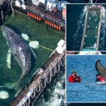humpback-whale-‘timmy’-released-in-the-north-sea-after-weeks-stranded-off-germany