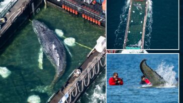 humpback-whale-‘timmy’-released-in-the-north-sea-after-weeks-stranded-off-germany