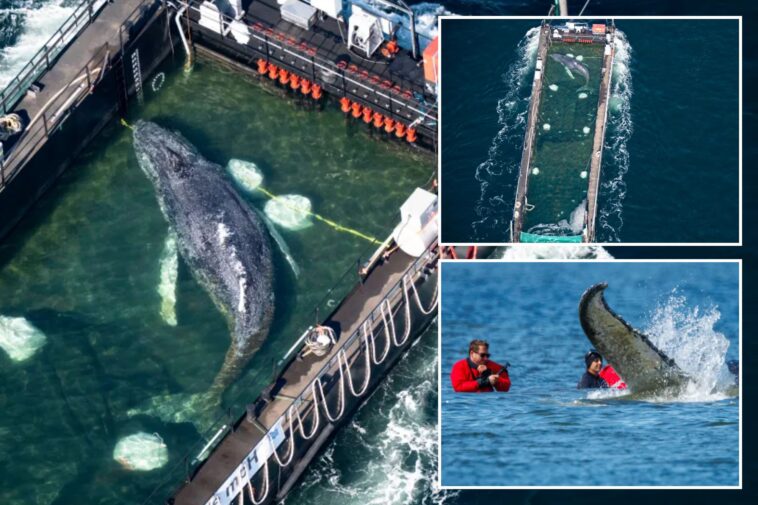 humpback-whale-‘timmy’-released-in-the-north-sea-after-weeks-stranded-off-germany
