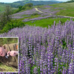 california’s-dazzling-superbloom-steals-the-show-—-despite-vandals