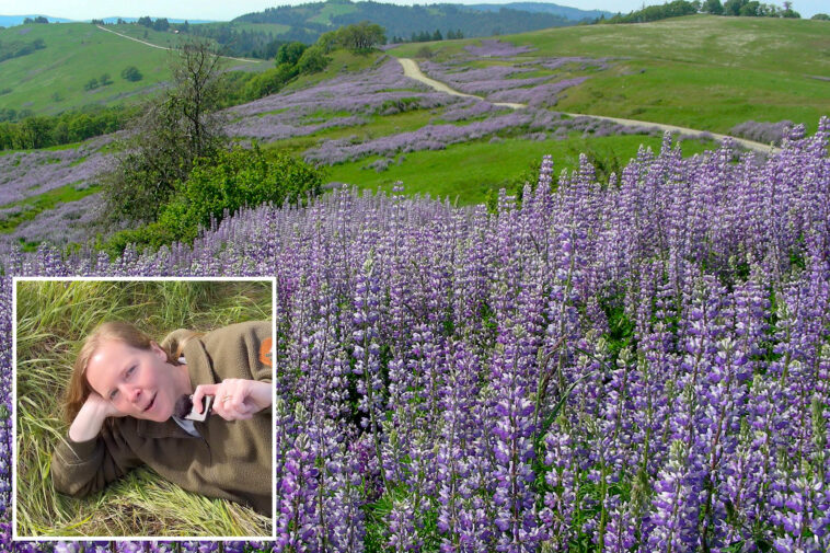 california’s-dazzling-superbloom-steals-the-show-—-despite-vandals