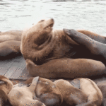 massive-2,000-pound-sea-lion-shocks-tourists-at-iconic-us-hot-spot:-‘he’s-like-a-volkswagen!’