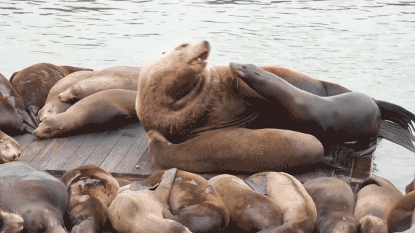 massive-2,000-pound-sea-lion-shocks-tourists-at-iconic-us-hot-spot:-‘he’s-like-a-volkswagen!’