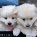 colorado-dems-pass-law-banning-pet-stores-from-selling-dogs-and-cats