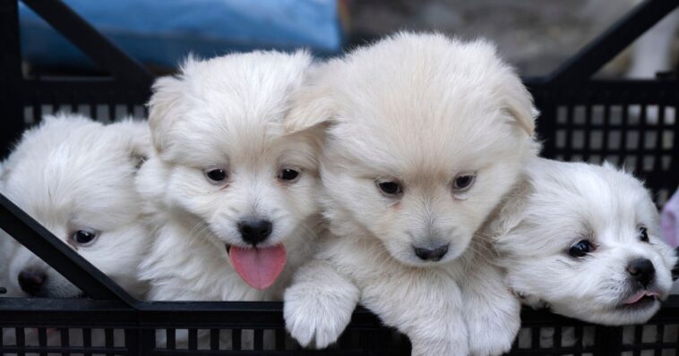 colorado-dems-pass-law-banning-pet-stores-from-selling-dogs-and-cats
