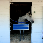 the-surprising-cost-of-renting-a-horse-stall-at-churchill-downs-during-the-kentucky-derby